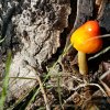 Pluteus Aurantiorugosus